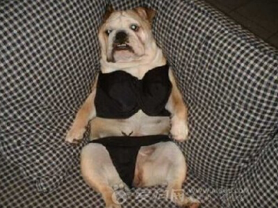 ��Ц��İİ���֣���ЦİİȺ����2